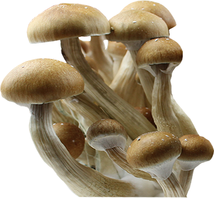 Psilocybe Cubensis PES Amazonian Sporen Spuit